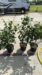 Camelia wit hoog 80/90 forse plant zomer/ winter groen19,95, Ophalen, Zomer, Volle zon