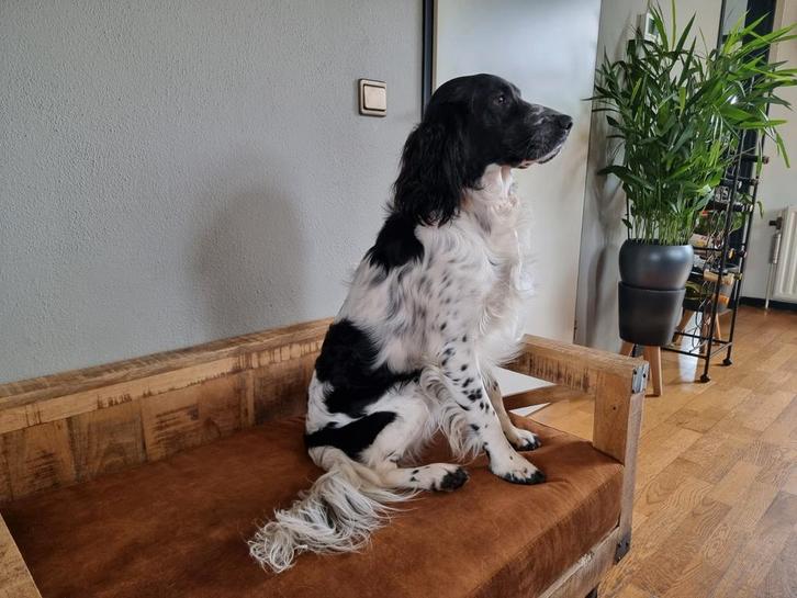 Engelse Springer Spaniel dekreu met stamboom, Dieren en Toebehoren, Honden | Dekreuen, Reu, Particulier, Eén hond, België, 3 tot 5 jaar