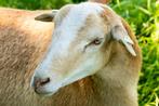 Nolana haarschaap, Hamel (gecastreerde ram), Dieren en Toebehoren, Schapen, Geiten en Varkens, Mannelijk, Schaap, 0 tot 2 jaar