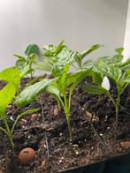 Peperplanten - verschillende soorten, Ophalen, Volle zon, Groenteplanten, Eenjarig