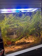 Mooi klein aquarium, Dieren en Toebehoren, Vissen | Aquaria en Toebehoren, Ophalen of Verzenden, Zo goed als nieuw, Gevuld zoetwateraquarium
