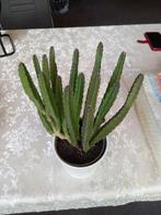 Cactus kamerplant, Ophalen of Verzenden, Halfschaduw, Minder dan 100 cm
