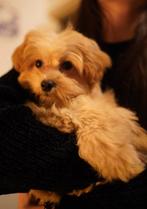 Exclusieve Maltipoo Pups, Rabiës (hondsdolheid), 15 weken tot 1 jaar, Overige rassen, Meerdere