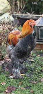 Brahma haan van dit jaar gratis, Dieren en Toebehoren, Pluimvee, Mannelijk, Kip