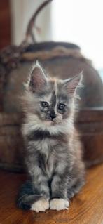 Geweldig kosthuis gezocht voor poesje, Dieren en Toebehoren, Katten en Kittens | Raskatten | Langhaar, Poes, Gechipt, 0 tot 2 jaar