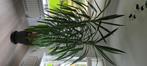 Yukka of yucca Grote kamerplant, Ophalen, 200 cm of meer, Halfschaduw, Yucca