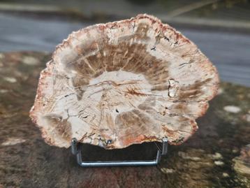 Mooie versteend hout schijf 125 gram beschikbaar voor biedingen
