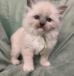 Ragdoll kittens met stamboom, Meerdere dieren, Met stamboom