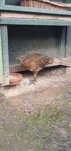 Tragopaan TRS haan 2025, Mannelijk, Kip