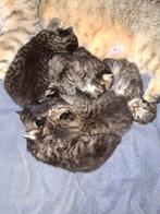 7 lieve brits kort/langhaar kittens, Dieren en Toebehoren, Geslacht onbekend, Ontwormd, 0 tot 2 jaar