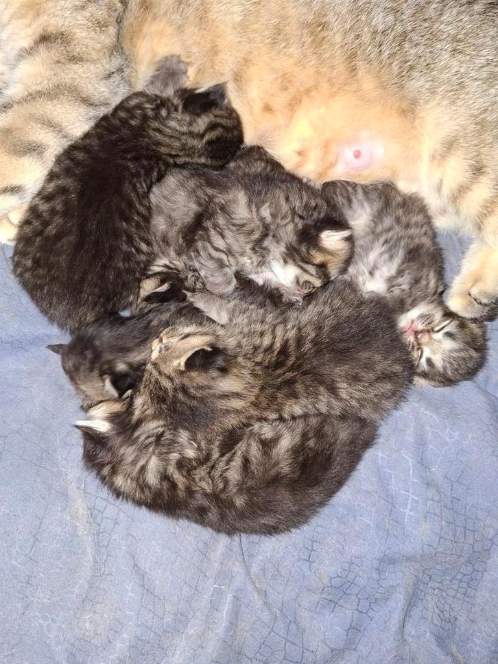 7 lieve brits kort/langhaar kittens, Dieren en Toebehoren, Katten en Kittens | Raskatten | Korthaar, Geslacht onbekend, 0 tot 2 jaar