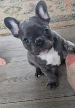 Nog 1 heel mooi blauw lilac teefje franse buldog, Dieren en Toebehoren, Honden | Bulldogs, Pinschers en Molossers, Rabiës (hondsdolheid)