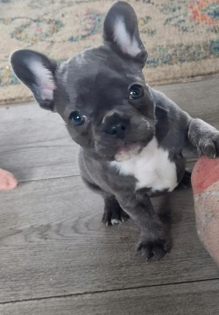 Nog 1 heel mooi blauw lilac teefje franse buldog, Dieren en Toebehoren, Honden | Bulldogs, Pinschers en Molossers, Teef, Bulldog