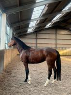 Merrie 5 jaar, Bijrijdster 18+ gezocht, Dieren en Toebehoren, Ophalen