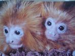 Het Noorder Dierenpark., Ophalen of Verzenden, Zo goed als nieuw, Hiddingh