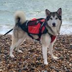 Honden zwemvest petfloat, Dieren en Toebehoren, Honden-accessoires, Ophalen, Zo goed als nieuw