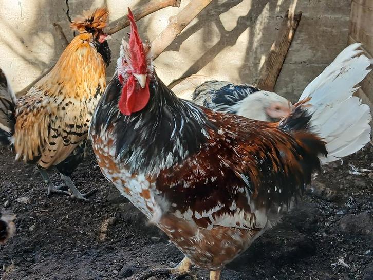 Verschillende hanen, Dieren en Toebehoren, Pluimvee, Kip, Mannelijk