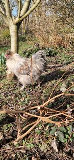 Haantje < 1 jaar, Mannelijk, Kip