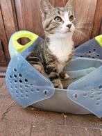 Lieve mooie kittens tijger zwart wit, Dieren en Toebehoren, Katten en Kittens | Overige Katten, Meerdere dieren