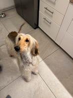 Afghaanse windhond / Afghanhound / Afghanischer Windhund, Nederland, Overige rassen, 1 tot 2 jaar, Parvo