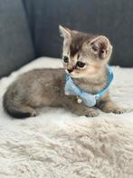 Lief Britse Korthaar Kittens te koop. beetje donkere Golden, Dieren en Toebehoren, Katten en Kittens | Raskatten | Korthaar, Poes