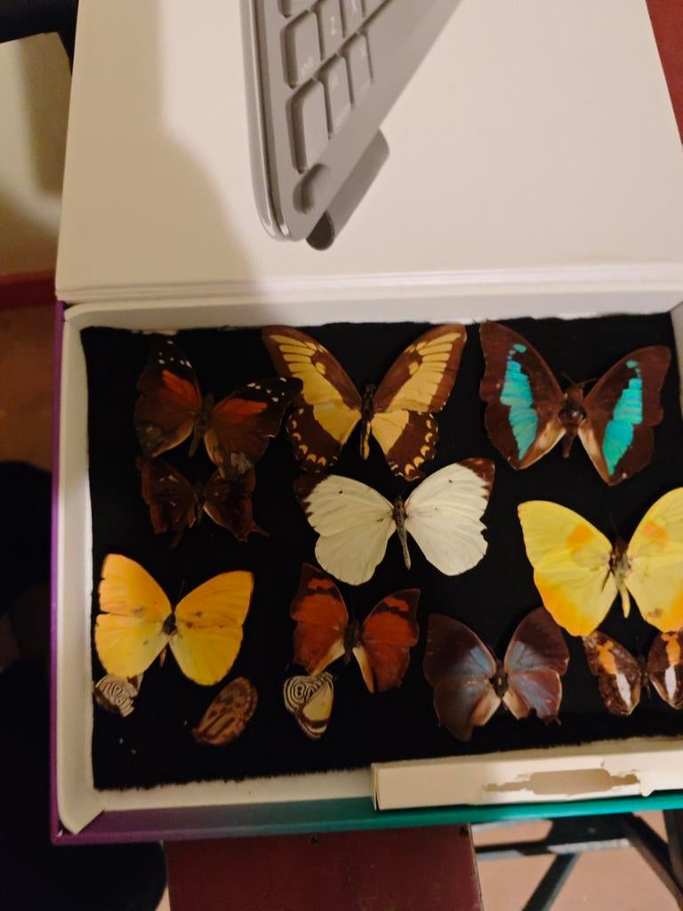 Gratis gedroogde vlinders uit peru - Verzameling, Verzamelen, Dierenverzamelingen, Ophalen, Gebruikt, Insect, Opgezet dier