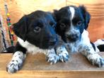 Friese stabij pups, Overige rassen, CDV (hondenziekte), 8 tot 15 weken, Meerdere