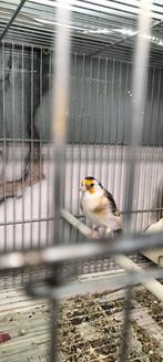 Majoor Putter pop faseato komt uit egelhad van 23, Dieren en Toebehoren, Vogels | Overige Vogels, Vrouwelijk, Wildzangvogel