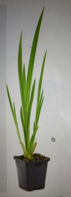 Ruilen Iris 'Pseudacorus' – Gele Lis /  voor rode waterlelie, Tuin en Terras, Planten | Tuinplanten, Ophalen, Volle zon, Vaste plant