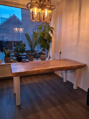 .::boomstamtafel massief beschikbaar voor biedingen