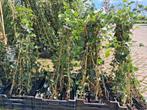 Actie!! Hedera hibernica Klimop 100 cm €2,50 GOEDKOOP!!, Tuin en Terras, Vaste plant, Ophalen of Verzenden, Bloeit niet, Halfschaduw