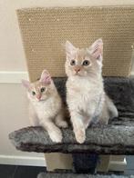 Maine coon, Dieren en Toebehoren, Katten en Kittens | Raskatten | Langhaar, Meerdere dieren, Gechipt, 0 tot 2 jaar