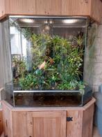 Paludarium, Dieren en Toebehoren, Reptielen en Amfibieën | Toebehoren, Ophalen, Zo goed als nieuw