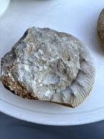 gefossiliseerde ammoniet 15x15cm 2036g, Ophalen of Verzenden, Fossiel