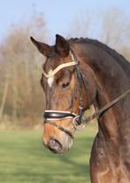 Meerdere paarden en pony's te koop, Dieren en Toebehoren, Paarden, Meerdere dieren, Niet van toepassing, Gechipt