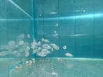 Electric Blue Acara Cichliden, Vis, Zoetwatervis