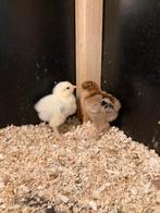 2 mooie brahma haantjes, Dieren en Toebehoren, Pluimvee, Mannelijk, Kip