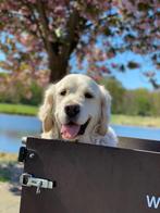 Babboe Dog E elektrische bakfiets, Fietsen en Brommers, Gebruikt, Elektrisch, 2 kinderen, Ophalen