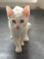 Kittens, Dieren en Toebehoren, Katten en Kittens | Overige Katten, Poes, Kortharig, 0 tot 2 jaar