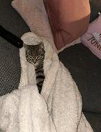 Lieve Kitten (kater) 10 maanden oud, Dieren en Toebehoren, Katten en Kittens | Raskatten | Korthaar, Kater, Ontwormd, 0 tot 2 jaar