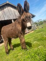 Lieve kruising poitou ezel hengst, Dieren en Toebehoren, Overige Dieren, Mannelijk