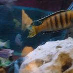 Malawi cicliden, met koppeltjes, Vis