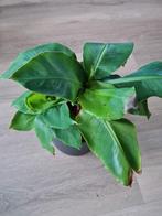 Musa Dwarf Cavendish - Bananenplant, Groene kamerplant, Ophalen of Verzenden, Minder dan 100 cm