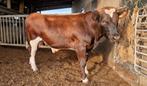 Te koop: Brandrode dekstier 100% stamboek, Dieren en Toebehoren, Mannelijk, 0 tot 2 jaar