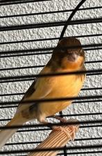 Jonge harlekijn kanarie  mannen 2025, Dieren en Toebehoren, Vogels | Kanaries, Mannelijk, Kleurkanarie