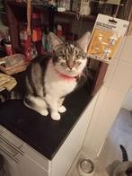 Ja, Poes, Kortharig, 0 tot 2 jaar