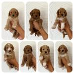 🤎 Australian Labradoodle pups 🤎, Dieren en Toebehoren, Honden | Niet-rashonden, 8 tot 15 weken, CDV (hondenziekte), Meerdere
