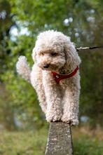 Australian labradoodle alf1 dekreu, Dieren en Toebehoren, Honden | Dekreuen, Reu, CDV (hondenziekte), Eén hond, 3 tot 5 jaar