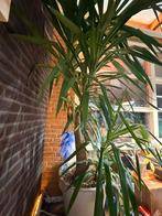 Yucca XXXL, Ophalen, 200 cm of meer, In pot, Yucca