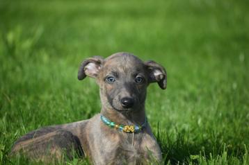 Whippet pups uit nest te kiezen beschikbaar voor biedingen
